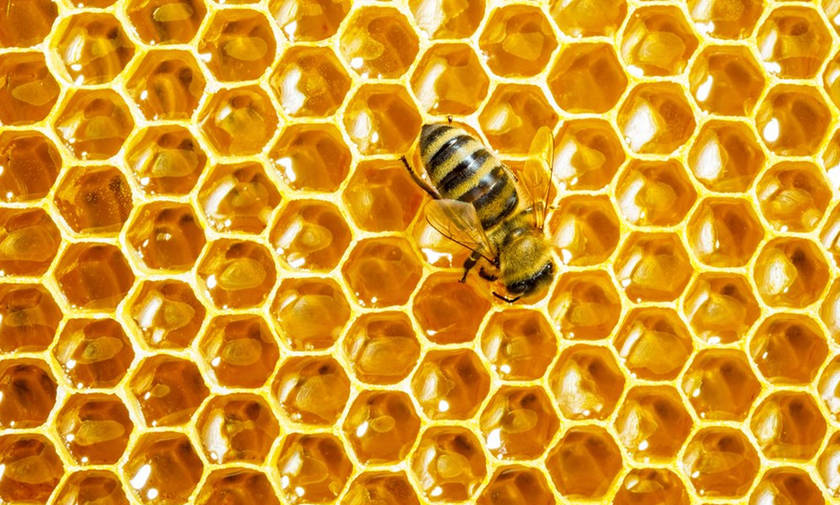 Η αλήθεια για το μέλι