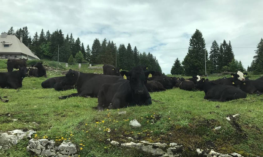 Η ευτυχία να είσαι αγελάδα στην Ελβετία