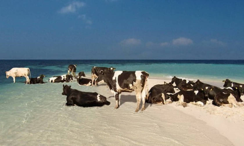 Σουηδία: Επιτράπηκαν οι... αγελάδες σε παραλίες γυμνιστών!