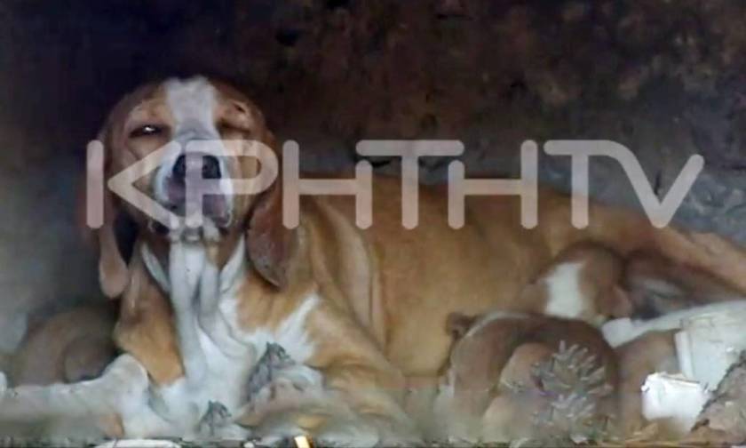 Απίστευτη κτηνωδία: Έκλεισαν σκυλίτσα και εννέα κουτάβια μέσα σε φούρνο και έβαλαν φωτιά (vid)