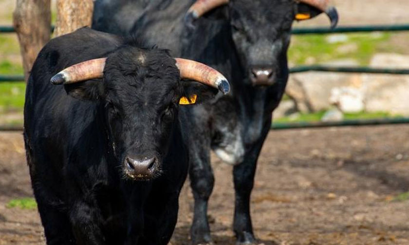  Κόρινθος: Νεκρός 71χρονος από τα κέρατα αφηνιασμένο ταύρου