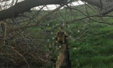 Κτηνωδία στη Λήμνο: Κρέμασαν σκύλο σε δέντρο 