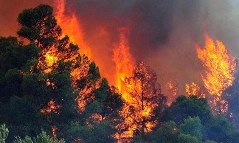 Καίγεται το προστατευόμενο δάσος Στροφυλιάς (vid)