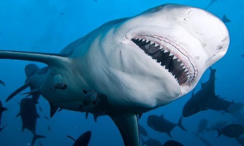 Σέρφερ έχασε τη ζωή του από επίθεση καρχαρία