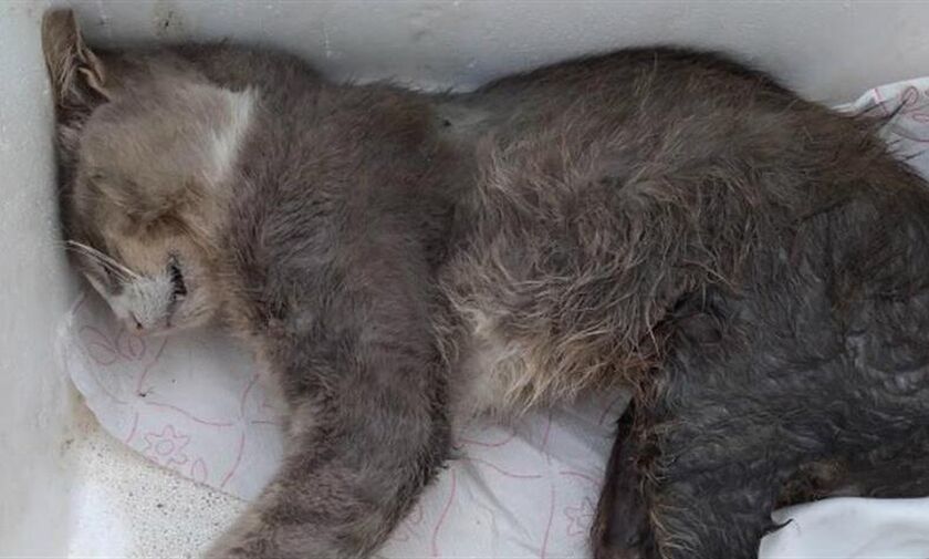 Πέθανε ο γάτος που πυροβολήθηκε από Λυκειάρχη στη Λαμία