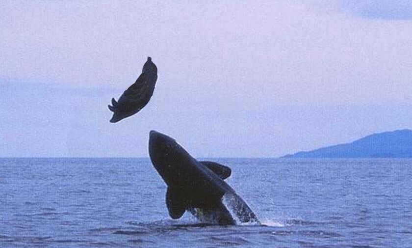 Η φωτογραφία της χρονιάς! Φάλαινα καταπίνει θαλάσσιο λέοντα