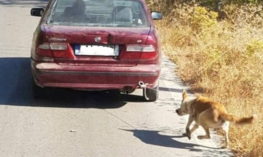 Συνελήφθη ο 73χρονος που είχε δέσει τον σκύλο του σε Ι.Χ. και τον πήγαινε βόλτα