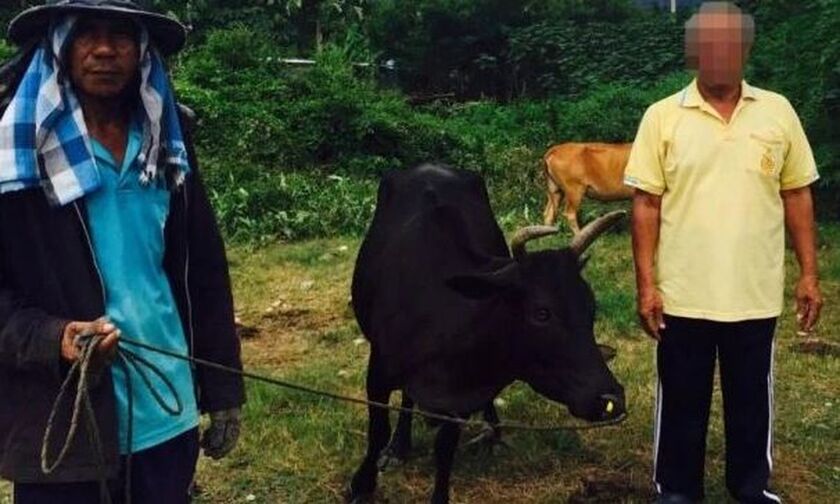 Ταϊλάνδη: Το σεξ με την αγελάδα του κόστισε 8 ευρώ!