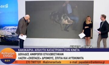 Γουρούνι πήρε ρεπόρτερ του «καλημέρα Ελλάδα» στο κυνήγι (video)