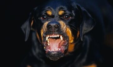 Ίλιον: Σκύλος δάγκωσε αστυνομικούς κατά τη διάρκεια καταδίωξης
