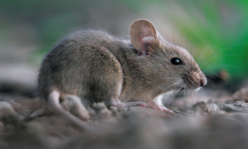 Ποντικοί έκοψαν κομμάτια από βρέφος στο Διδυμότειχο (vid)
