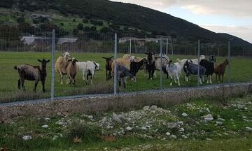 Ηγουμενίτσα: Πρόβατα και κατσίκες έφαγαν χορτοτάπητα αξίας 150.000 ευρώ!