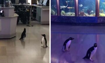 Ενυδρείο έκλεισε λόγω κορoνοϊού και άφησε ελεύθερους τους πιγκουίνους να κάνουν βόλτα (vid)