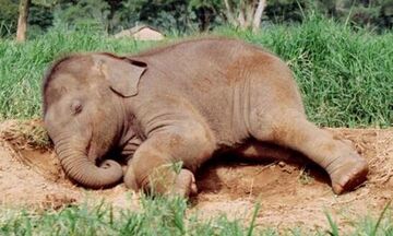 Ελέφαντες στην Κίνα ήπιαν κρασί και... έπεσαν για ύπνο! (pic)