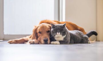 Ευάλωτες στον κορονοϊό οι γάτες-χαμηλότερη η πιθανότητα μετάδοσης του ιού μεταξύ σκύλων