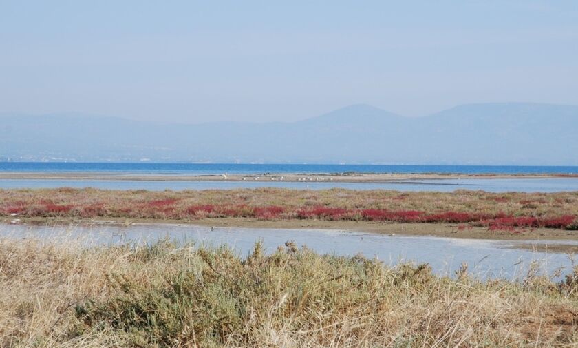 Φως στην Ελλάδα: Το μέρος στην Αττική που μπορείς να δεις μέχρι και φλαμίνγκο 