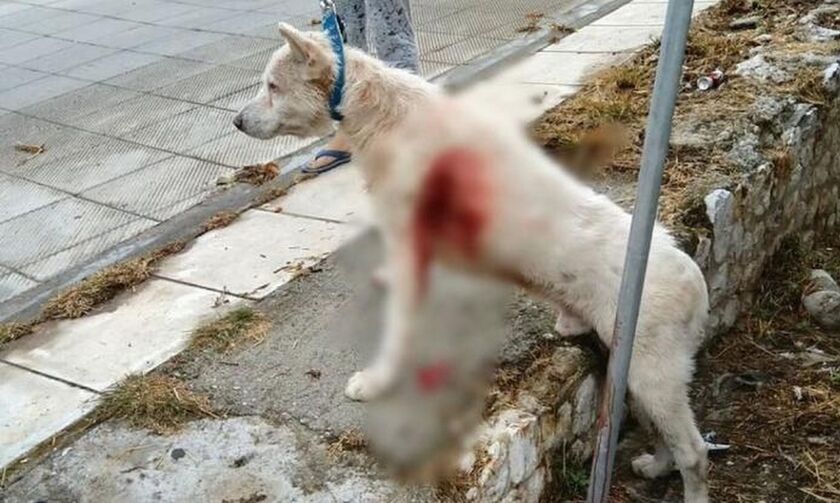 Νίκαια: Καθηγητής μαχαίρωσε σκύλο στη μέση του δρόμου! (vid)