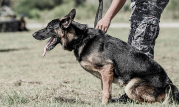 Ο Ελληνικός Στρατός παίρνει σκύλους για κατάταξη