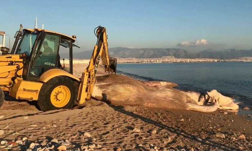 Ξεβράστηκε νεκρή φάλαινα στον Πειραιά (vid)
