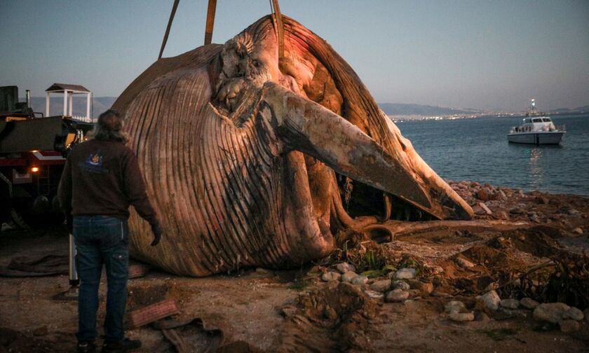 Πτεροφάλαινα το γιγαντιαίο ψάρι που εκβράστηκε στον Πειραιά. Πότε και πού πέθανε (vid)
