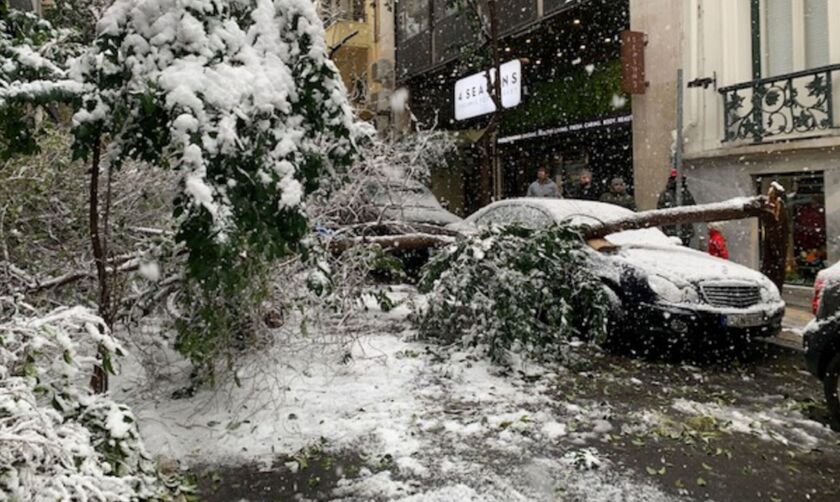 Πτώση δέντρου σε αυτοκίνητο: Πώς διεκδικούν αποζημίωση όσοι δεν καλύπτονται από την ασφάλεια