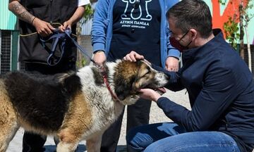 Δήμος Αθηναίων: Έτοιμο το πρώτο σύγχρονο καταφύγιο αδέσποτων ζώων 