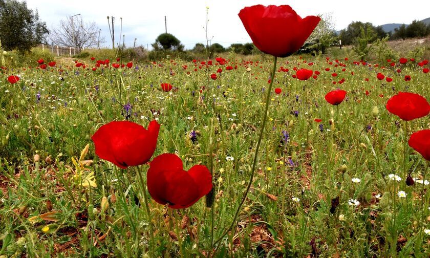 Καιρός: Αγγίζει τους 30 βαθμούς η θερμοκρασία