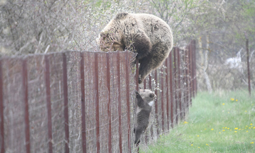 Καστοριά: Μαμά-αρκούδα και αρκουδάκι σκαρφαλώνουν φράχτη για να φάνε κεράσια