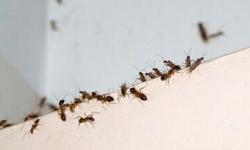 Euro 2020: Κίνδυνος για τον τελικό από επιδρομή μυρμηγκιών! (vid)