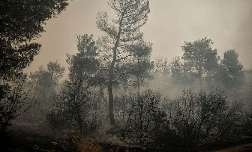 Βίλια: Οριοθετήθηκε η πυρκαγιά - Σε επαγρύπνηση η Πυροσβεστική 