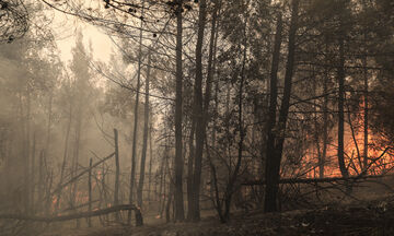 Πυρκαγιές: Σε κατάσταση συναγερμού Αττική και Εύβοια - Φωτιά στην Κάρυστο