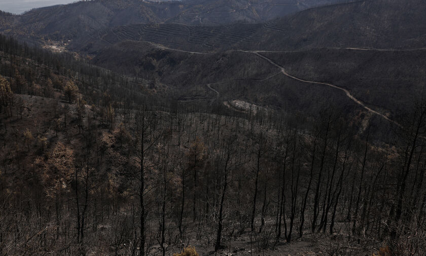 Meteo: Κάηκε το 1/3 των δασών της Εύβοιας στις πρόσφατες πυρκαγιές 