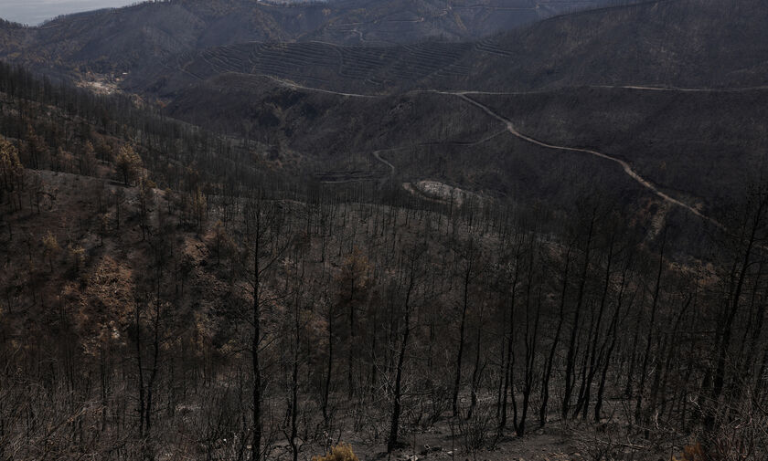 Meteo: Κάηκε το 1/3 των δασών της Εύβοιας στις πρόσφατες πυρκαγιές