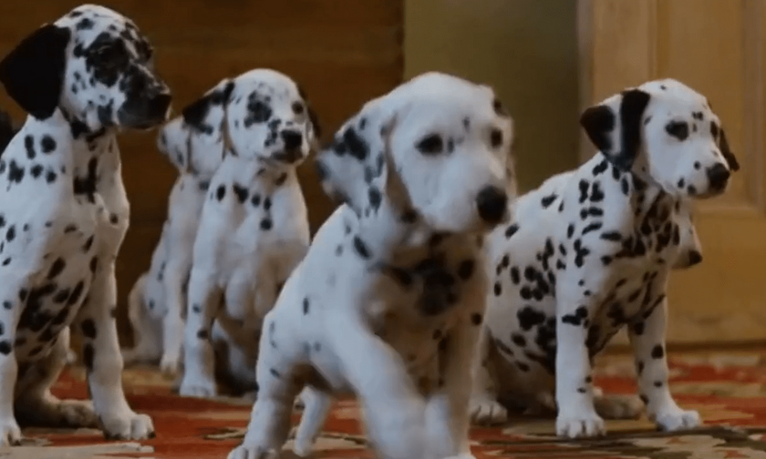 Το σκάνδαλο των «101 σκυλιών Δαλματίας»: Η κακοποίηση και η εγκατάλειψή τους μετά την ταινία