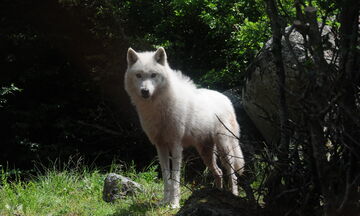 Λύκος επιτέθηκε σε οικογένεια στην Πάρνηθα! (vid)