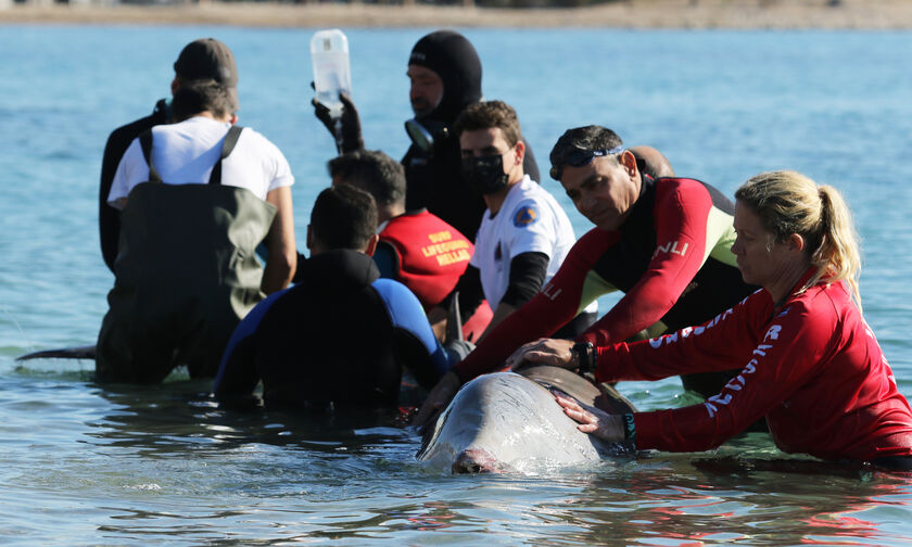 Φάλαινα στον Άλιμο: Ανταποκρίνεται στην ιατρική αγωγή, μεταφέρθηκε σε βαθύτερη περιοχή (pic)