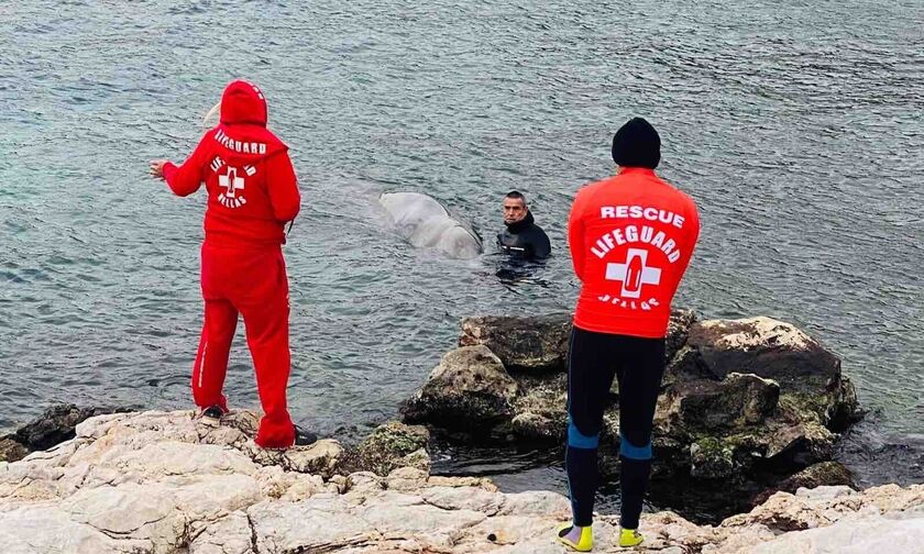 Ξαναβγήκε στα ρηχά (της Σαλαμίνας...) η φάλαινα «Σωτήρης»...