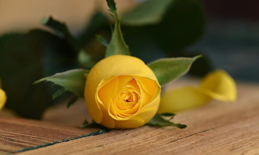 Άρης και ΑΕΚ θα τιμήσουν τη μνήμη του δολοφονημένου 19χρονου αποθέτοντας τριαντάφυλλα στη μνήμη του 