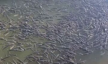 Αλεξανδρούπολη: Χιλιάδες ψάρια βγήκαν στο λιμάνι - Τι εκτιμούν οι ειδικοί