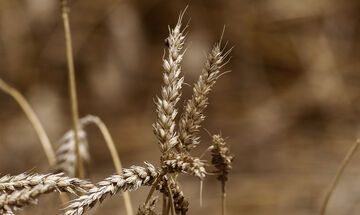 Ουκρανία: Περιορισμοί στις εξαγωγές γεωργικών προϊόντων