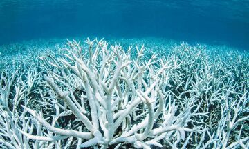 Αυστραλία: Ο Μεγάλος Κοραλλιογενής Ύφαλος κινδυνεύει