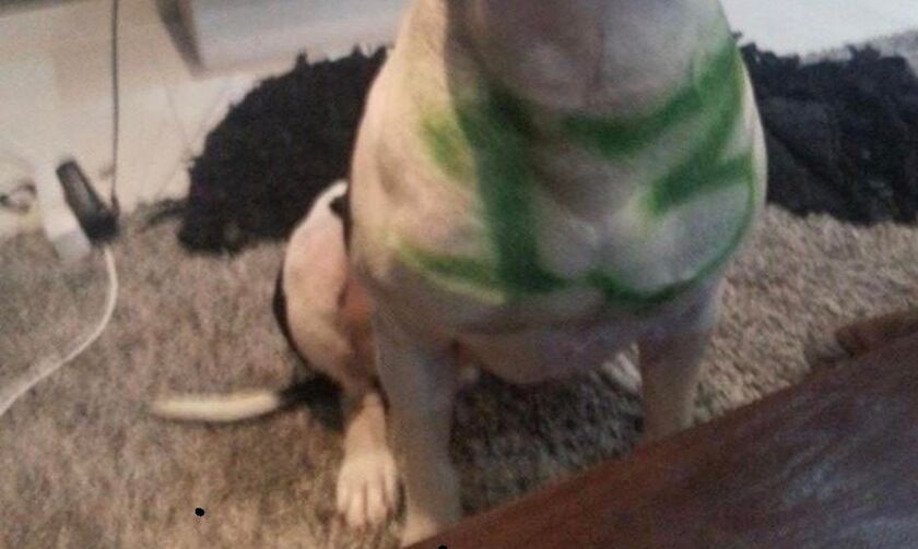 Αιδηψός: Ο άνδρας που κλώτσησε γάτα, είχε βάψει τον σκύλο του στα χρώματα του Παναθηναϊκού (pics)