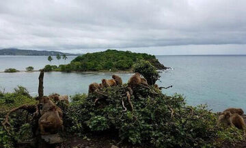 1500 πίθηκοι επιβίωσαν από τυφώνα και κυβερνούν ολόκληρο νησί