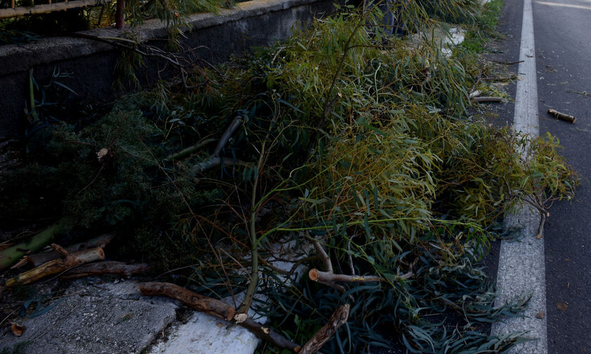 Θεσσαλονίκη: Έπεσαν δέντρα λόγω της ξαφνικής κακοκαιρίας με βροχή και δυνατό αέρα