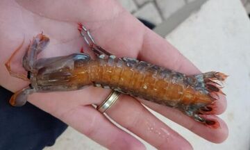 Φαληράκι Ρόδου: Σπάνιο είδος θαλάσσιας κατσαρίδας