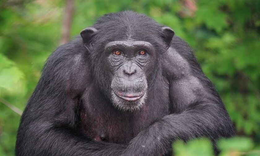 Αττικό Ζωολογικό Πάρκο: Σκότωσαν χιμπατζή που διέφυγε από τον χώρο του