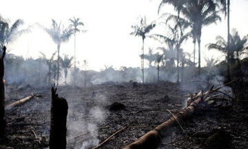 Αμαζόνιος: Ο εφιάλτης της αποψίλωσης συνεχίζεται