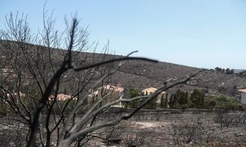 Φωτιά στην Πεντέλη: Σε κατάσταση έκτακτης ανάγκης ο δήμος για 6 μήνες