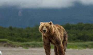 Εγνατία Οδός: Αρκούδα θύμα τροχαίου