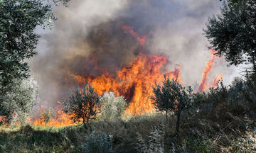 Φωτιά στο Δίστομο: Αγωνιώδης μάχη να μην φτάσουν οι φλόγες στo χωριό